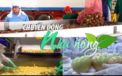 Chuyển động Nhà nông 16/8: Trung Quốc dẫn đầu thế giới về lượng thủy sản xuất khẩu sang Mỹ