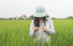 Một loài sâu hại lúa nhiều gấp 4 lần năm ngoái, nông dân một huyện của tỉnh Thái Bình đứng ngồi không yên