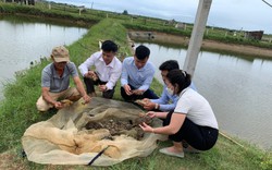 Nuôi tôm chung ao với cua, cá, ở Quảng Trị, dân tung chài bắt lên bán, ngày nào cũng ra tiền