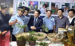 Trồng 10.000ha loài cây được coi là "quốc bảo", Kon Tum tham vọng thành vùng dược liệu trọng điểm quốc gia