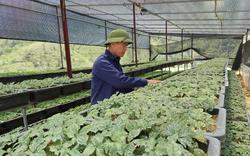 Người trồng sâm gửi đơn kiến nghị xử lý vấn nạn buôn bán sâm lậu từ Trung Quốc