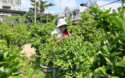 Nông dân trồng cây cảnh Phú Yên thêm khá giả nhờ có vốn Quỹ Hỗ trợ nông dân