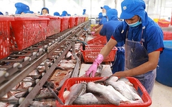 Xuất khẩu được kỳ vọng gia tăng, giá cá tra có thể "nóng" nửa cuối năm 2023?