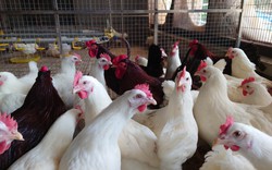 Hòa Phát cung cấp giống gà đẻ trứng hồng mang lại giá trị kinh tế cao