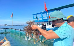 Cho loại mực nhảy đẻ nhân tạo trong lồng ở Ninh Thuận, nhiều người tò mò đến xem