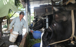 Giá thức ăn gia súc nhiều lần tăng, giá sữa vẫn đứng im, nông dân TP.HCM thua lỗ, lần lượt bán bò