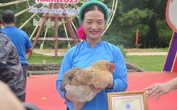 Ở Quảng Ninh, một con gà trống được  trao vương miện "Vua gà", một con gà mái "đội" vương miện "Hoa hậu"