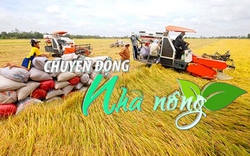 Chuyển động Nhà nông 2/8: Bộ Công Thương yêu cầu cân đối xuất khẩu gạo và tiêu dùng nội địa