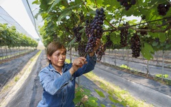 Trồng rau hữu cơ công nghệ cao, nữ giám đốc nông dân ở Hà Nội được Thủ tướng Chính phủ tặng Bằng khen