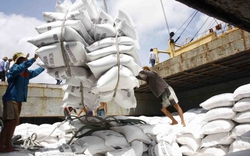 Nhìn lại diễn biến thị trường lúa gạo: Những câu hỏi lớn sau việc Ấn Độ cấm xuất khẩu gạo (Bài 1)