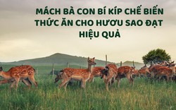 SỔ TAY NHÀ NÔNG: Bí kíp chế biến thức ăn cho hươu sao đạt hiệu quả