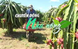 Chuyển động Nhà nông 21/8: Cấp chứng nhận sử dụng chỉ dẫn địa lý cho sâm Ngọc Linh ở Kon Tum