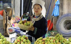 Vùng đất này của Bắc Kạn có quả đào tiên, ăn giòn, ngọt, chính quyền đang kêu gọi trồng thêm để mời khách đến 