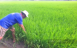 Nhìn lại diễn biến thị trường lúa gạo: Cơ hội nào cho gạo Việt, vì sao người trồng lúa thu nhập vẫn thấp? (Bài 2)