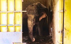 Ban quản lý Thiên Đường Bảo Sơn nói gì vụ voi bị xích, nhốt bẩn thỉu khiến nhiều du khách xót xa?