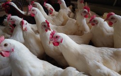 Bán thép không sáng sủa, Hòa Phát bán thêm giống gà đẻ trứng hồng nhập từ Mỹ