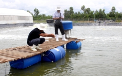 Huyện duyên hải TP.HCM đào tạo nông dân chuyên nghiệp, phát triển kinh tế nông thôn gắn với xây dựng nông thôn mới