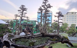 Xuất hiện nhiều "quái cây" bonsai với dáng thế độc, lạ tuổi đời trăm năm giá hàng chục tỉ đồng ở Bình Định