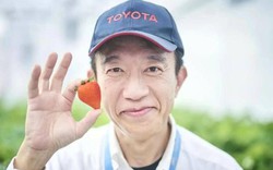 Hãng Toyota trồng dâu tây, cà chua bi tại các nhà máy