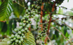 Giá cà phê 23/8: Nguồn cung Robusta tiếp tục cạn, các quỹ đầu cơ làm náo động giá cà phê