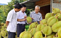 Loại quả ngon của Việt Nam xuất khẩu tốt, giá bán cao, lợi nhuận lớn, vì sao cẩn trọng khi tăng diện tích?