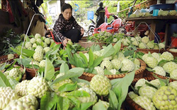 Thứ quả này từng bị 'thất sủng' nay đấu giá 100 triệu đồng/quả, giới sành ăn lùng mua