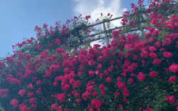 Vườn hoa hồng cổ hấp dẫn du khách đến với Sa Pa