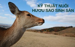 SỔ TAY NHÀ NÔNG: Kỹ thuật nuôi hươu sao sinh sản cho hiệu quả cao