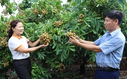 Trồng cây ăn quả chất lượng cao, nông dân Sơn La thêm khá giả nhờ dòng vốn này