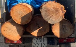 Bị kiểm lâm truy bắt, đối tượng dùng ô tô vận chuyển gỗ trái phép bỏ lại tang vật, tháo chạy
