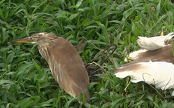 Tiêu hủy hơn 2.000m lưới tàng hình dùng bẫy chim trời trái phép ở Phú Thọ