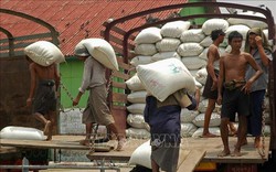 Nóng: Thêm Myanmar có thể hạn chế xuất khẩu gạo
