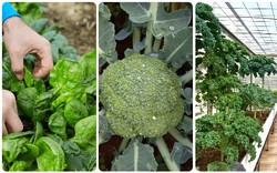 3 loại rau cực hợp gieo trồng vào mùa thu, dù trồng trong hộp xốp vẫn lên xanh non, mơn mởn