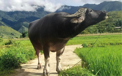 “Hoàng tử trâu” - phần Hội độc nhất vô nhị tại Lễ hội mừng cơm mới Ngọc Chiến