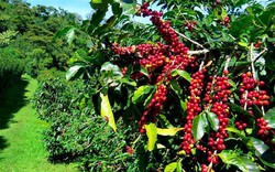 Giá cà phê hôm nay 26/8: Robusta kéo dài chuỗi hồi phục, giá cà phê trong nước vẫn 'thẳng tiến'