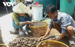 Chem chép là con gì mà người dân ven biển Đầm Dơi, Cà Mau bắt la liệt, kiếm ngon vài trăm nghìn đồng/ngày