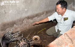 Nuôi con 'lông nhọn như chông', lão nông Yên Thành làm thế nào mà có chi phí thấp, bán với giá cao?