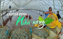 Chuyển động Nhà nông 27/8: Giá tôm Đồng bằng sông Cửu Long "chạm đáy", người nuôi "treo ao"