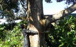 Chuyện lạ Lâm Đồng, 3 cây cổ thụ trụ giữa đồi cà phê vẫn "chửa đẻ sòn sòn", ra 2,2 tấn trái ngon/năm