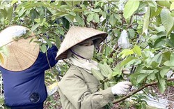 Trồng ổi lê, cứ 1 sào nông dân xã này của tỉnh Hải Dương có ngay 18 - 20 triệu