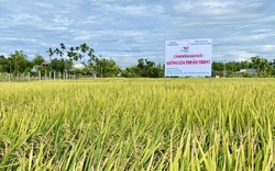 Nông dân xứ Quảng ngỡ ngàng với giống lúa siêu năng suất của ThaiBinh Seed