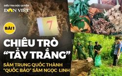 Chiêu trò tẩy trắng sâm Trung Quốc thành quốc bảo sâm Ngọc Linh