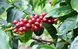 Giá cà phê 29/8: Robusta vẫn đang tăng, cà phê trong nước tiến sát ngưỡng 66.000 đồng/kg