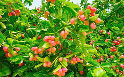 Loại cây cho quả đỏ mọng quanh năm, vừa làm cảnh vừa gọi lộc vào nhà, quả tươi giá 100.000 đồng/kg
