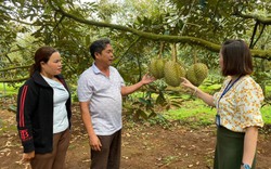 Sau sầu riêng Krông Pắc, Đắk Lắk có thêm thương hiệu "sầu riêng Cư M'gar"