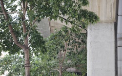 Hàng loạt cây xanh trưởng thành “đụng” vào gầm bê tông đường sắt Cát Linh - Hà Đông