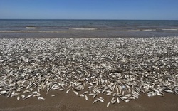 Cá chết hàng loạt tại các bãi biển ở miền Bắc Mexico