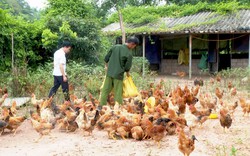 Thương hiệu gà nổi tiếng của Quảng Ninh vẫn bấp bênh giá cả, thị trường tiêu thụ nhỏ lẻ