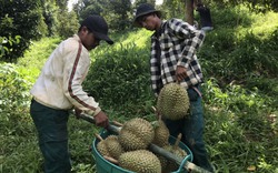 Giá sầu riêng Khánh Sơn ở Khánh Hòa tăng kỷ lục, nông dân cắt trái đến đâu thương lái mang đi hết