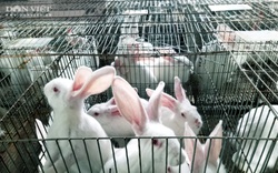 Nghề nuôi thỏ giúp nhiều nông dân làm giàu, cả nước nuôi mấy triệu con thỏ?